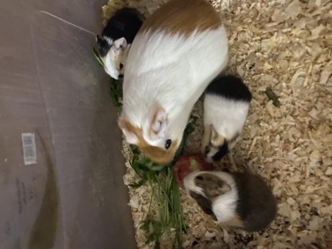 Ginepig yavrusu