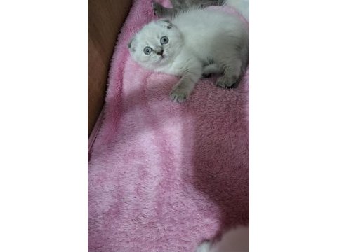 Scottish fold yavru kedimiz için ulaşınız
