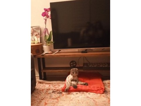 Scottish fold sırrı bey