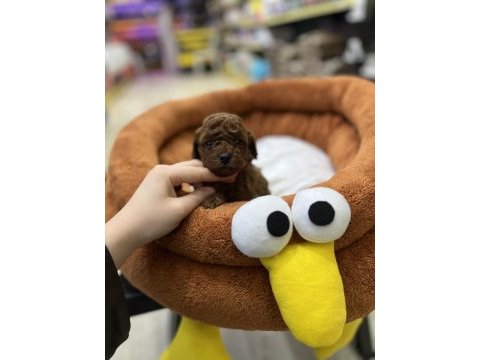 Toy poodle bebekler orijinal ırk garantili