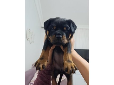 Rottweiler yavruları
