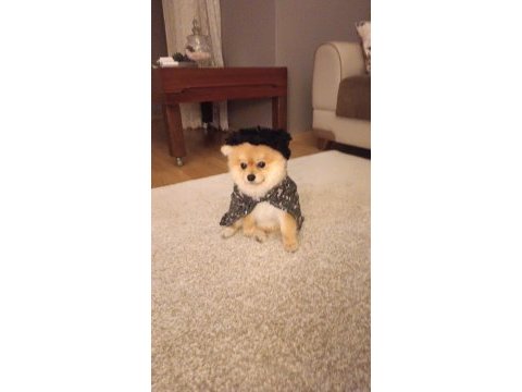 Ukrayna safkan pomeranian