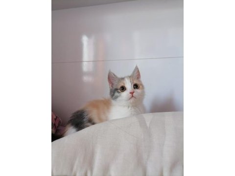 Chinchilla melezi