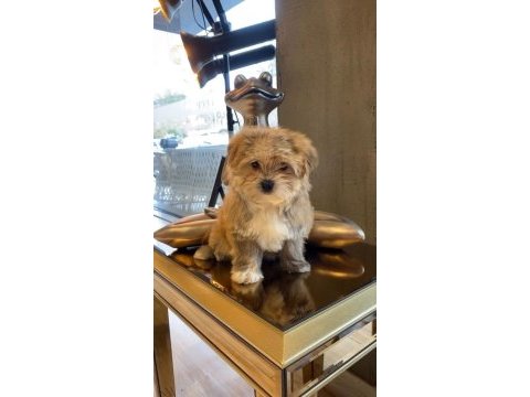 Teacup morkie bebeklerimiz