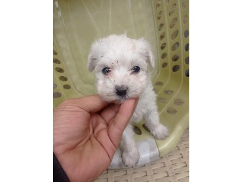 Minyatür boy maltese yavrular