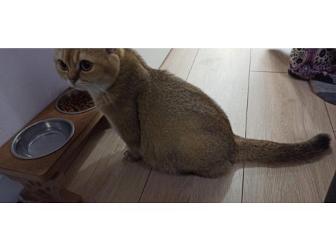 Scottish fold gold