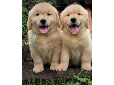 Golden retriever yavrular canlı görerek alabilirsiniz