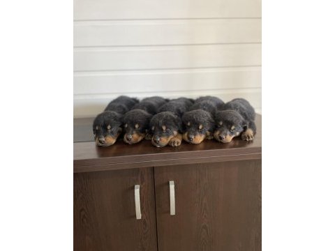 Erkek rottweiler yavruları mersin mezitli