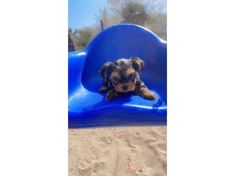 Bakmadan geçme sıfır beden yorkshire terrier