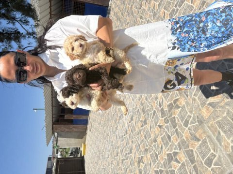 Lagatto yavrularım sağlık ve ırk garantilidir