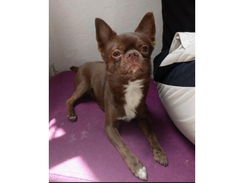 Eşleşmeye hazır çikolata chihuahua