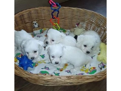 Mini maltese terrier yavruları