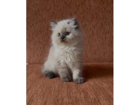 Chocolate point tatlı scottish straight prenses