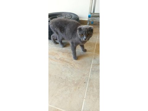 Uysal ve oyuncu scottish fold