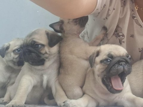 Dişi erkek pug mops