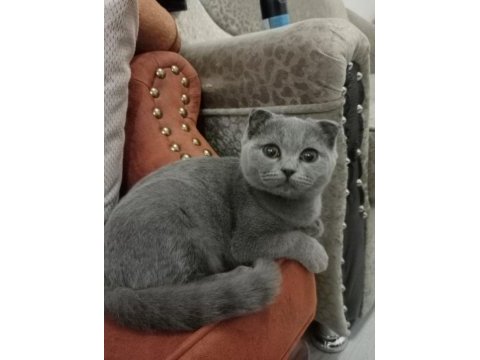 3 aylık dişi scottish fold kediler