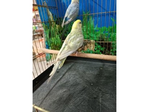 Rainbow muhabbet kuşu