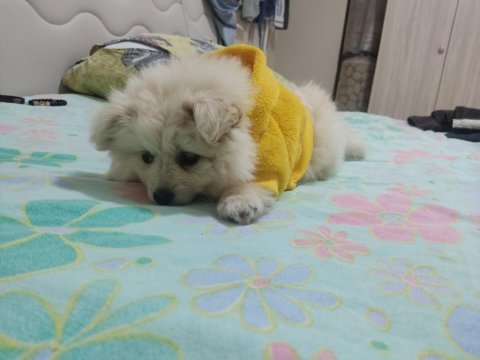 Pomeranian dişi yavrumuz