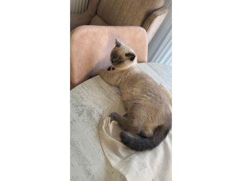 Çok güzel british shorthair yavrular
