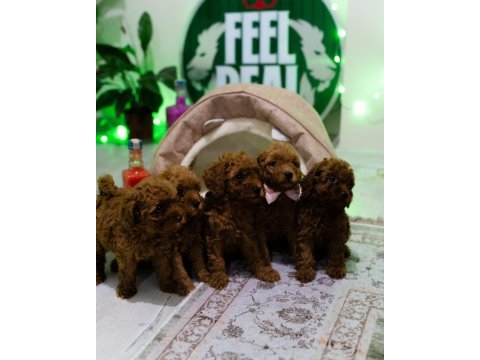 Ev üretimi toy poodle yavrularımız