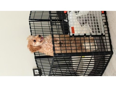 Toy poodle köpeği