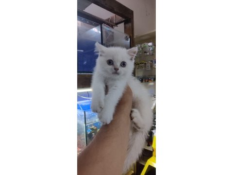British shorthair blue point