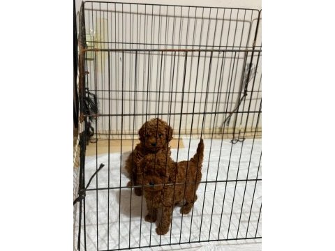 Kore kan toy poodle