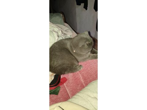 Scottish fold 10 aylık erkek
