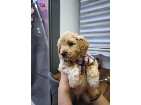 3 aylık erkek maltipoo