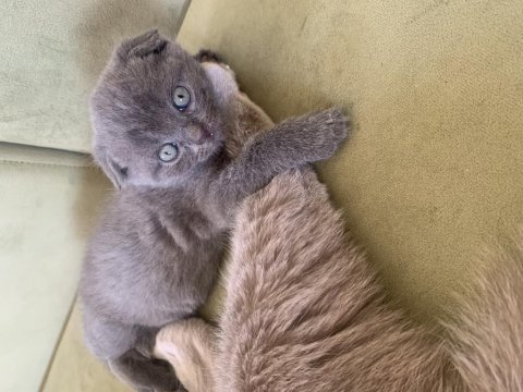 Muhteşem bebeklerimiz british shorthair
