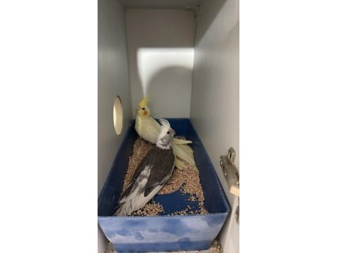 Üretimi bırakıyorum sağlıklı kuşlar