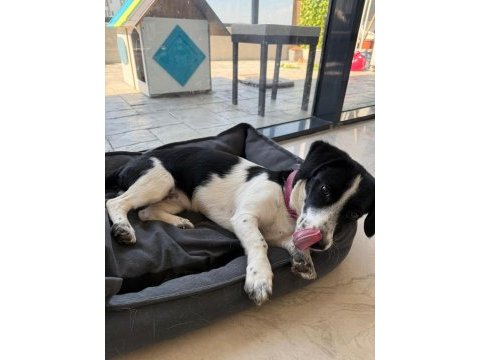 Jack russell - border collıe kırması zeki yavru dişi
