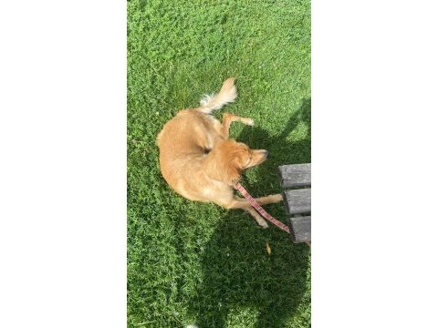 Golden retriever bebek