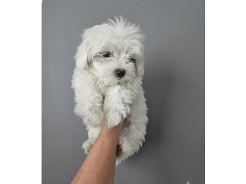 Maltese terrier o numara
