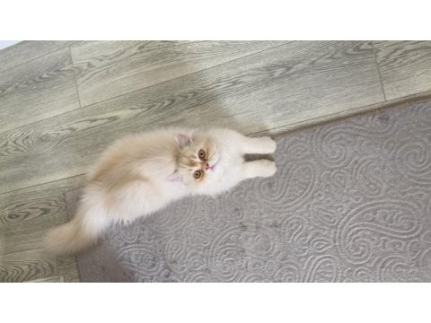 5 aylık safkan british longhair
