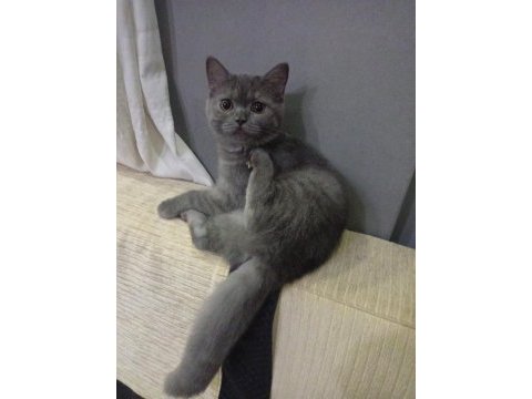 Dişi 4.5 aylık british shorthair