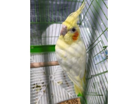 Sultan papaganı 6 aylık erkek