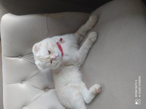 Scottish fold 8 aylık