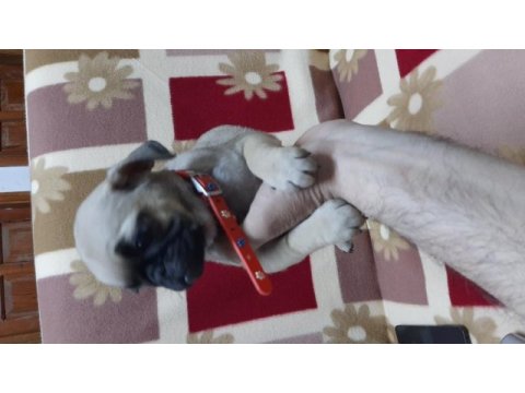 60 günlük pug yavrular