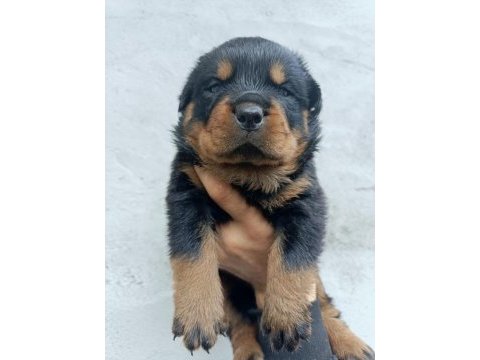 Aşıları tam rottweiler yavrular erkek ve dişi
