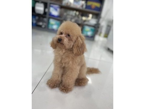 23 cm toy poodle erkek 2 yaşında
