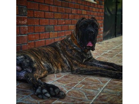 Yaşını doldurmamış erkek cane corso