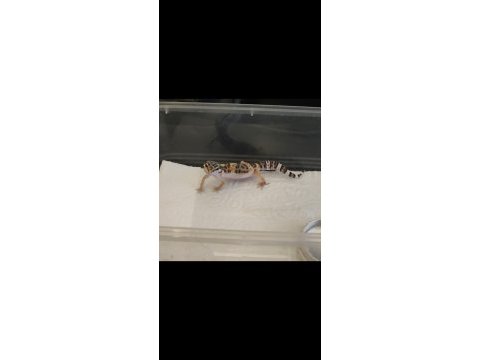Gecko beyaz ve leopar desenli