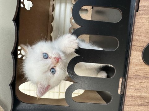 Yellow point british shorthair mavi gözlü erkek