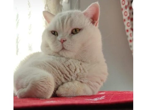 Kar beyaz british shorthair böyle güzellik yok