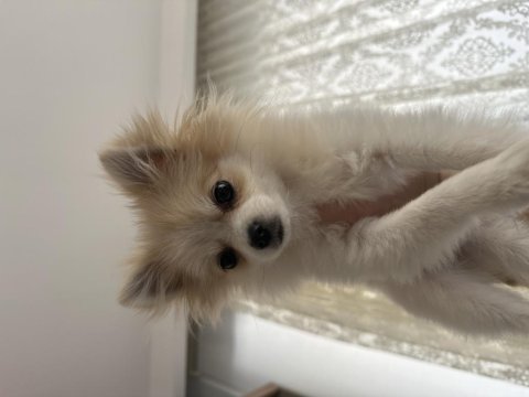 Akıllı ve oyuncu köpeğim yeni yuvasını arıyor