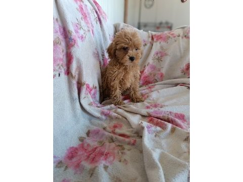 Dişi poodle toy