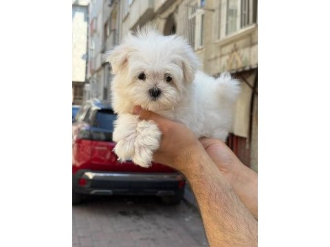 Yavru maltese yavrularımız