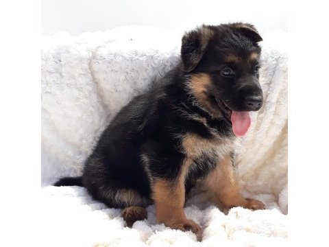 Alman çoban köpeği yavruları