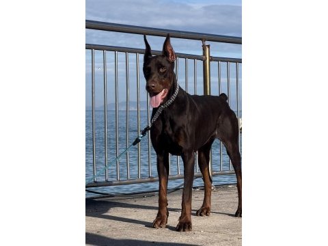 Fcı şecereli kızanı yakın 22 aylık doberman